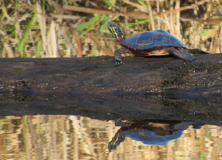 Midland Painted Turtle